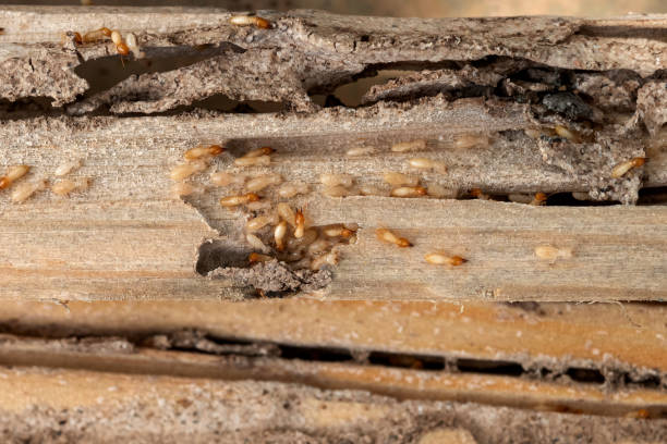 Best Best Pest Control Companies  in North Merrick, NY